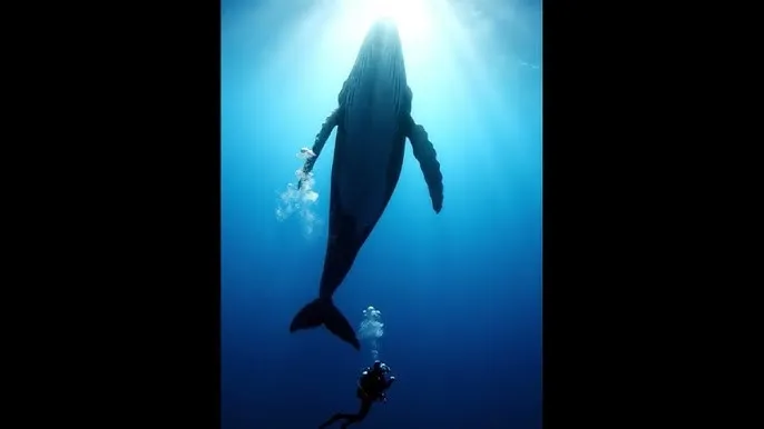 江苏牧羊案二审 - 深蓝星球：探索海洋深处的未知世界